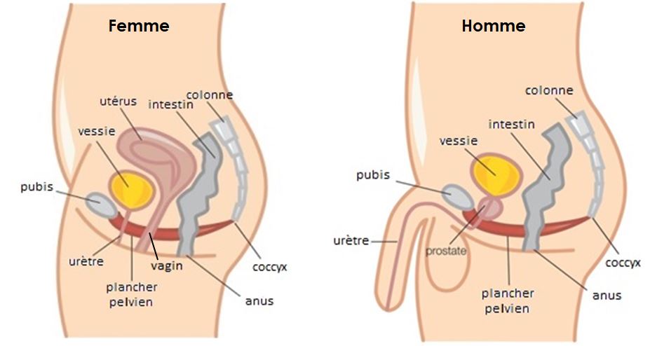 Anatomie du périnée